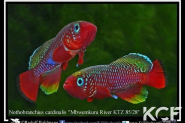 Nothobranchius cardinalis Nord Rivière Mbwemkuru KTZ 85-28 couple adulte 