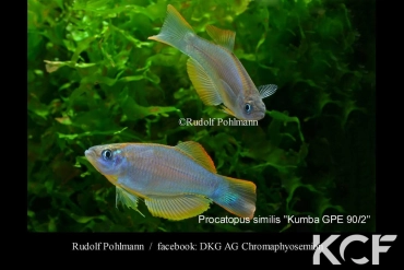 Procatopus similis Kumba GPE 90-02 couple adulte 