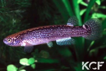 Anablepsoides aff. urophthalmus Kangaruma-Potaro River femelle adulte 