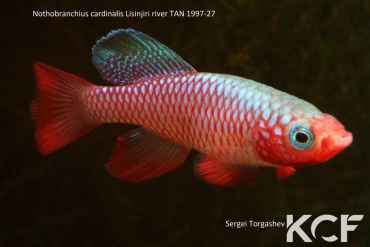 Nothobranchius cardinalis Lisinjiri River TAN 97-27 male adulte 