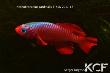 Nothobranchius cardinalis