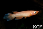Epiplatys grahami Mouanko ADGP 11-35 male adulte 