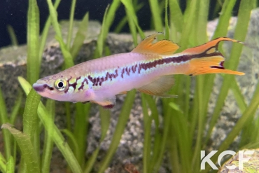 Fundulopanchax deltaensis  male adulte 