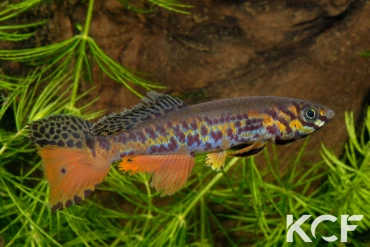 Fundulopanchax kribianus Fifinda ADK 09-301 male sub adulte 