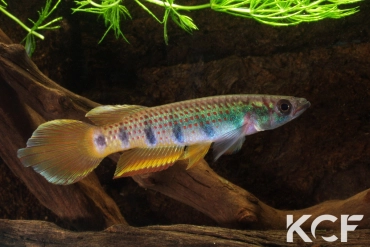 Epiplatys zenkeri Makouré I CBL 01-18 male adulte 