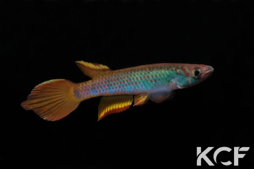 Epiplatys zenkeri Makouré CBL01-16 male adulte 