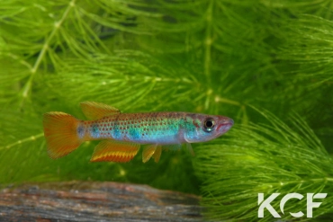 Epiplatys zenkeri Makouré CBL01-16 male adulte 