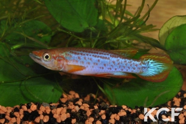 Epiplatys lamottei Koulé GRC 90-178 male adulte 