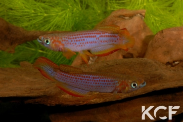 Epiplatys lamottei Koulé GRC 90-178 couple adulte 