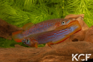 Epiplatys lamottei Koulé GRC 90-178 couple adulte 