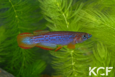 Epiplatys lamottei Koulé GRC 90-178 male adulte 