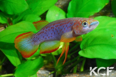 Epiplatys lamottei Koulé GRC 90-178 male adulte 