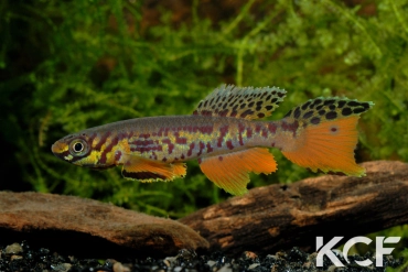 Fundulopanchax kribianus Fifinda ADK 09-301 male adulte 