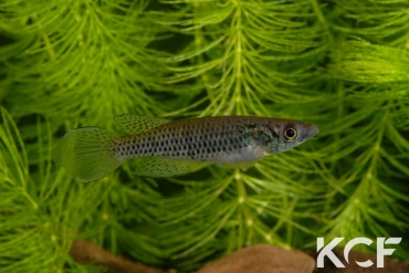 Epiplatys neumanni