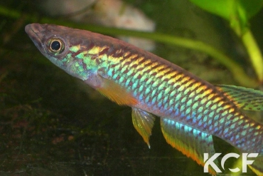 Epiplatys olbrechtsi olbrechtsi Cestos River GO 6 male adulte 