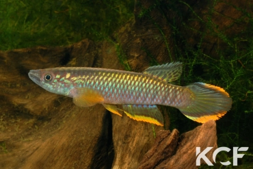 Epiplatys olbrechtsi olbrechtsi Cestos River GO 6 male adulte 