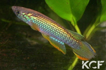 Epiplatys olbrechtsi olbrechtsi Cestos River GO 6 male adulte 