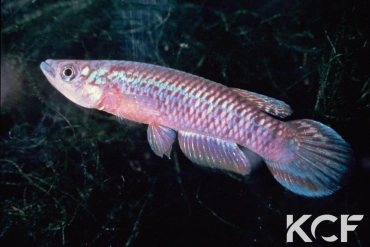 Epiplatys dauresi  male adulte 