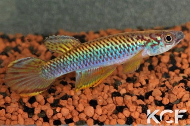 Epiplatys olbrechtsi olbrechtsi Gbaya CGL 11-01 male adulte 