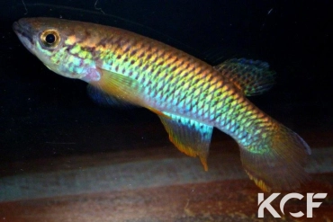 Epiplatys olbrechtsi Gbaya CGL 11-01 male adulte 