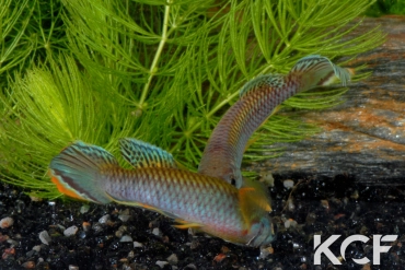 Epiplatys olbrechtsi Tai couple adulte 