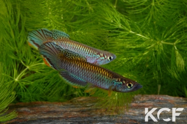 Epiplatys olbrechtsi Tai couple adulte 