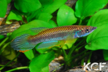 Epiplatys olbrechtsi olbrechtsi Tai male adulte 