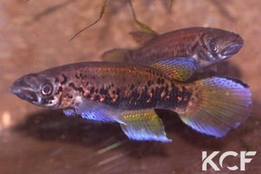 Epiplatys sp. Gamba couple adulte 