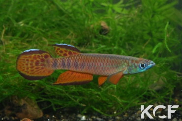 Epiplatys roloffi Macenta Kooela GF 06-10 male adulte 