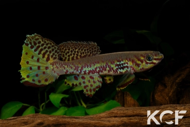 Fundulopanchax kribianus Lobé ADL 13-57 male adulte 