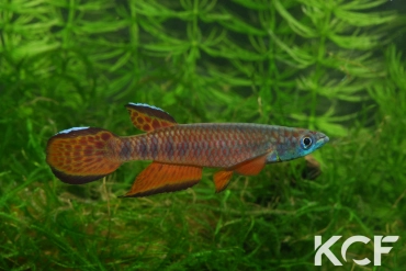 Epiplatys roloffi Macenta Kooela GF 06-10 male adulte 