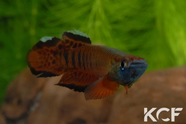 Epiplatys roloffi Kolahun RL 99 male adulte 