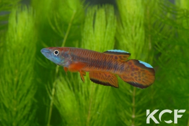 Epiplatys roloffi Kolahun RL 99 male adulte 