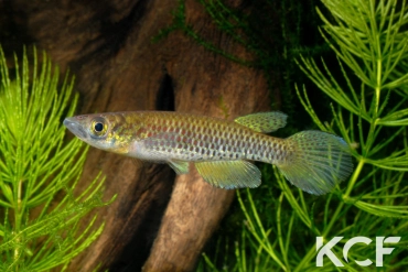 Epiplatys sangmelinensis