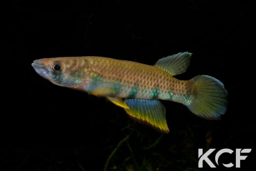 Epiplatys sexfasciatus sexfasciatus Cap Estérias GCF12 male adulte 