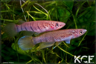 Epiplatys sexfasciatus GHP 85-10 couple adulte 