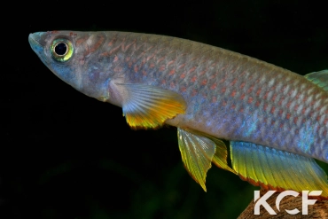 Epiplatys sexfasciatus sexfasciatus GTC 14 male adulte 