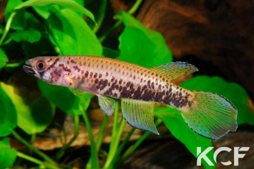 Epiplatys sp. Gamba male adulte 