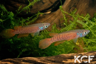 Epiplatys sp. Liberia Mile 48 ML 09-13 Orange couple adulte 