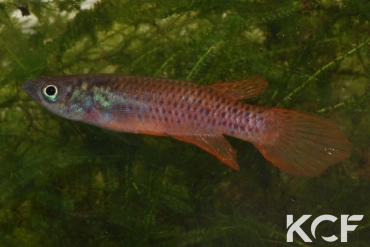 Epiplatys sp. Liberia Mile 48 ML 09-13 Orange male adulte 