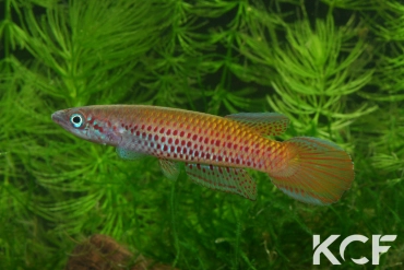 Epiplatys sp. Coyah GCLR 06-01 male adulte 