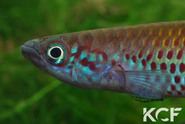 Epiplatys sp. Coyah GCLR 06-01 male adulte 