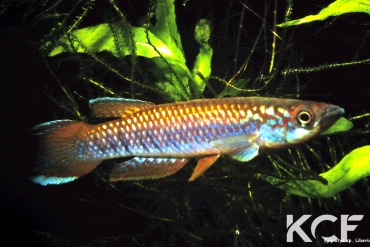 Epiplatys sp. Liberia male adulte 