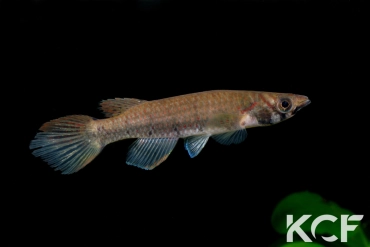 Epiplatys sp. Malélé Pointe Noire RDCC12 femelle adulte 