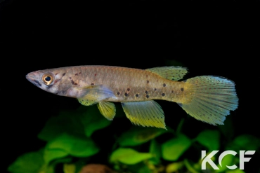 Epiplatys sp. Malélé Pointe Noire RDCC12 male adulte 