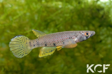 Epiplatys sp. Mondah GLC 12 male adulte 