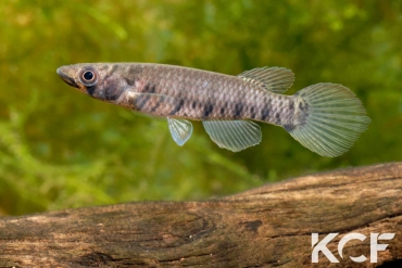 Epiplatys sp. Mondah GLC 12 femelle adulte 