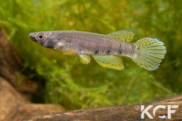 Epiplatys sp. Mondah GLC 12 male adulte 