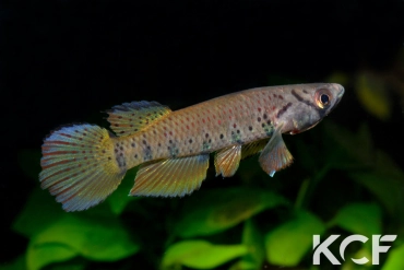 Epiplatys sp. Poku Gamba GLC 12 male adulte 