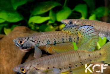 Epiplatys sp. Poku Gamba GLC 12 couple adulte 